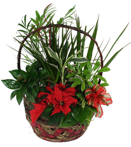 Poinsettia and foliage green basket