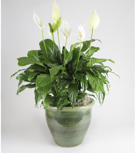 Large Peace Lily Planter