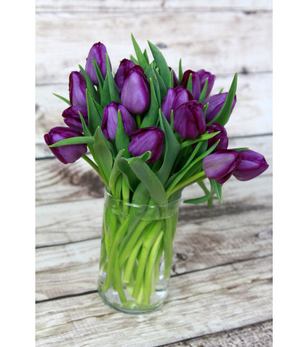 Purple Tulips