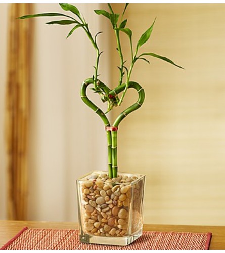 Heart Shaped Bamboo