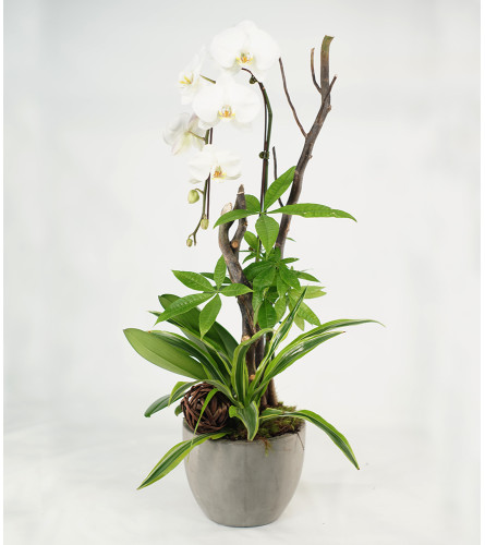 White Orchid Planter