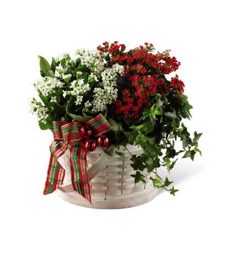 The FTD® Celebrate the Season™ Dishgarden