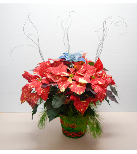 Marble Poinsettia Basket