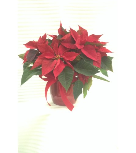Festive Christmas Red Poinsettia