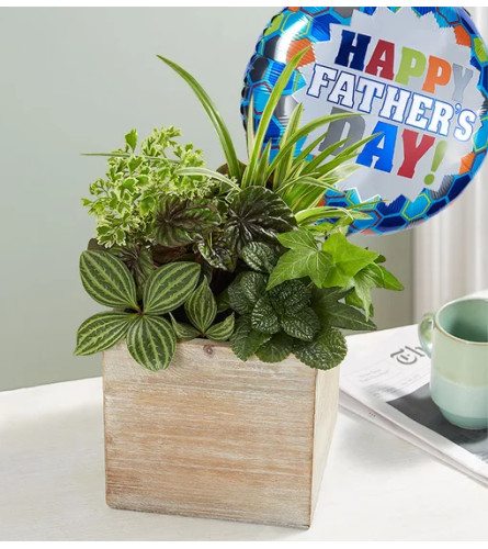 Dishgarden for Dad in Rustic Cube