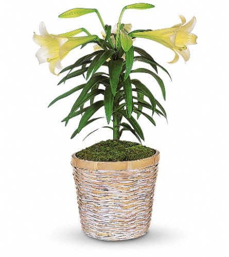 Easter Lily Plant