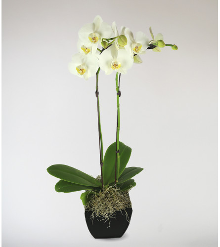 Stargazer's Decorative Orchid