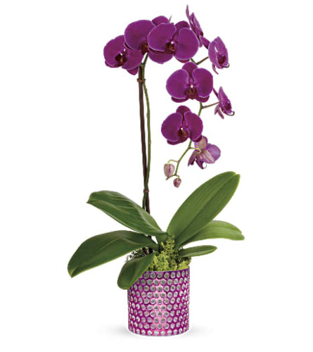 Teleflora's Dazzling Orchid