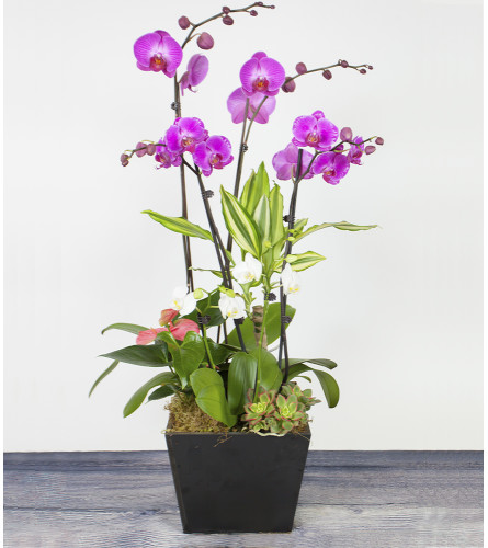 Blooming Orchid Planter