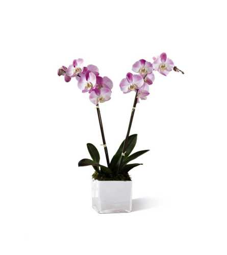 The FTD® Pink Orchid Planter