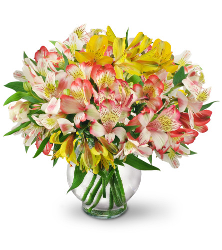 Perfect Peruvian Lilies