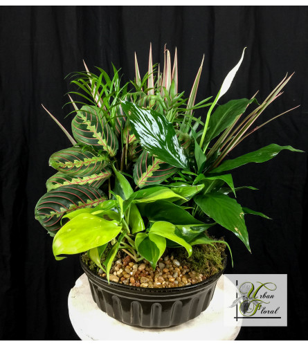 small dish garden