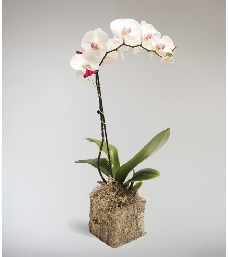 Zsuzsana's Orchid