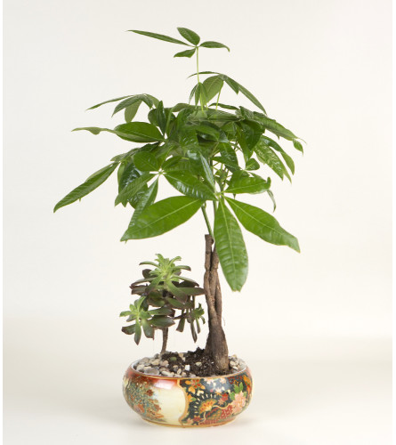 Money Tree with Succelent