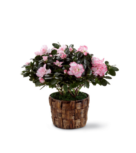 The FTD® Pink Azalea