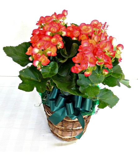 Begonia