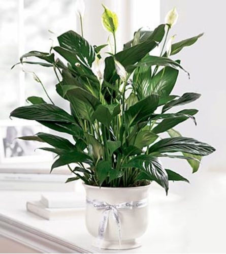 Comforting Peace Lily