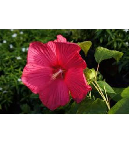 SPECTACULAR HIBISCUS