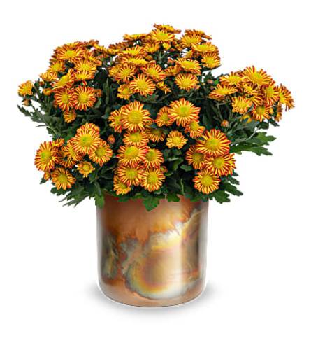 Teleflora's Autumnal Chrysanthemum 