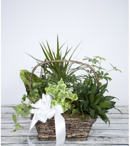 Plant Basket