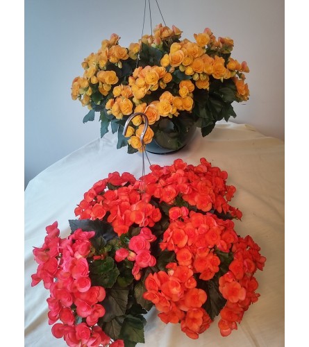 Reiger Begonia Hanging Basket - Deluxe. An arrangement by Christensen Florist and Greenhouses.