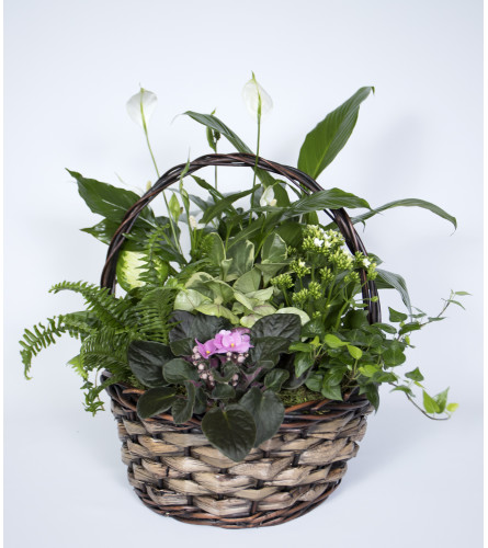Glorious Plant Basket