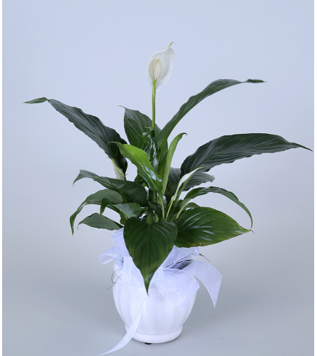 Lee's Peace Lily Plant