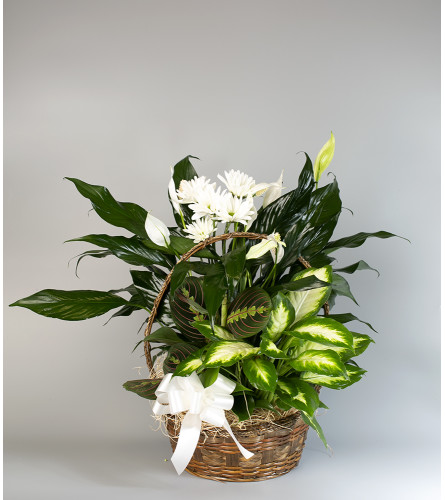 Euro Basket with Spray Mums