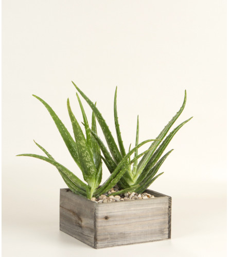 Decorative Aloe Plant