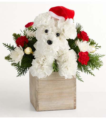 The Santa Paws®. An arrangement by 1800flowers Encinitas.