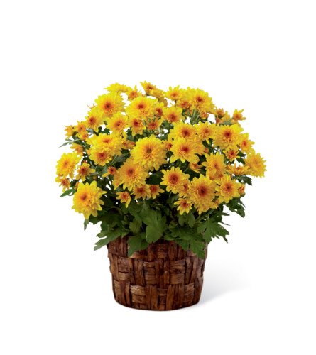 The FTD® Chrysanthemum