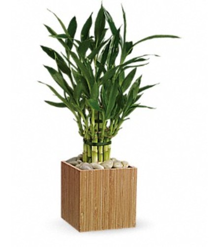 LUCKY BAMBOO DESIGN