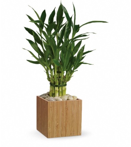 Teleflora's Good Luck Bamboo