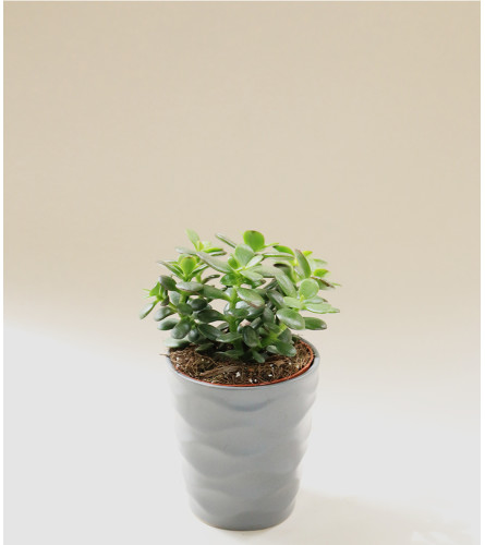 Decorative Succulent Plant