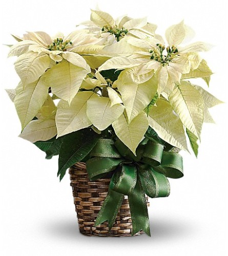 White Poinsettia