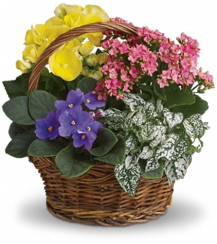 Spring Has Sprung Mixed Basket