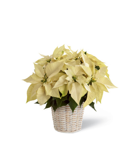 The FTD® White Poinsettia Basket (Small)