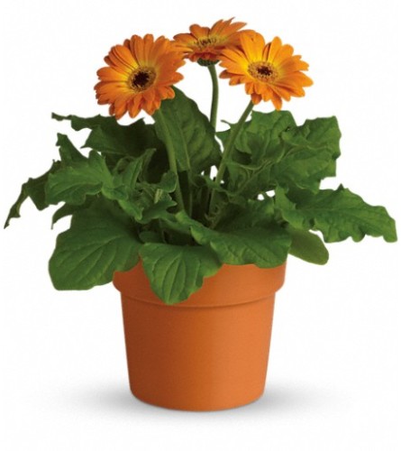 Rainbow Rays Potted Gerbera - Orange