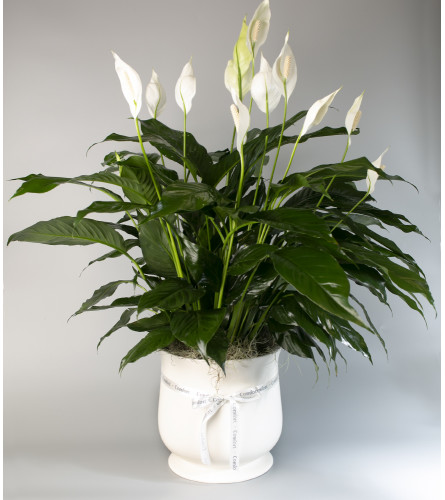 Seithel's Peace Lily in Ceramic