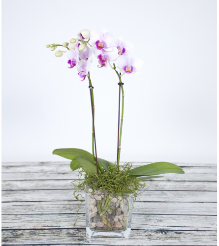 Glass Orchid Plant