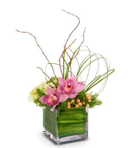 Ocean Cube Orchid