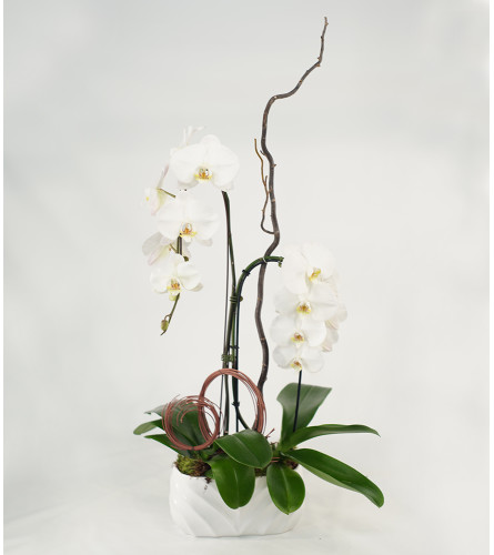 Double White Orchid Elegant Planter