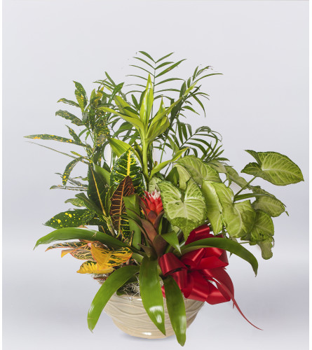 Indoor Plant Garden