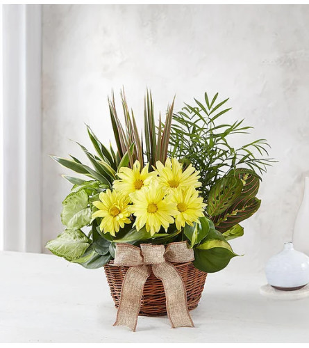 Dish Garden with Fresh Cut Flowers