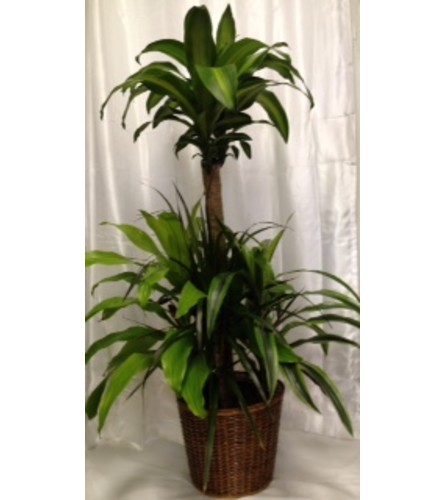 DRACAENA/CORN PLANT