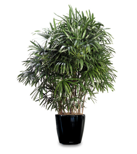 Premium Rafus Palm