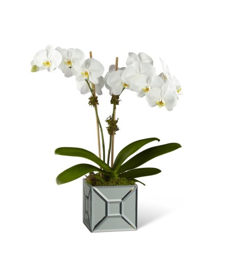 The FTD® Elegant Impressions™ Luxury Orchid