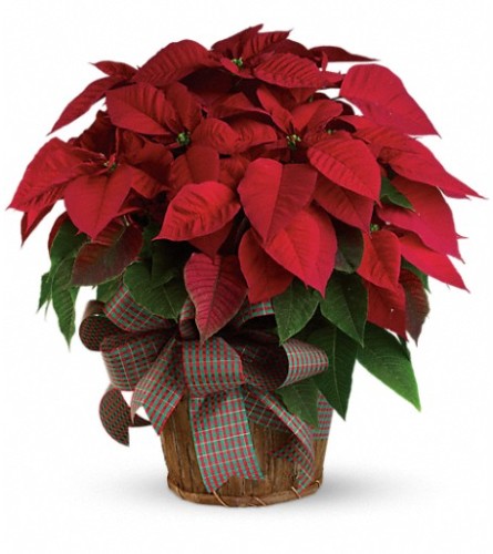 Large Red Poinsettia