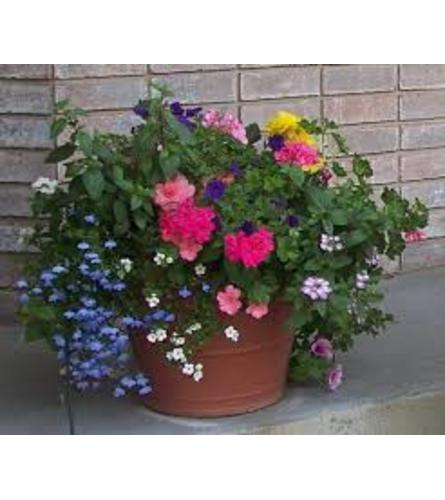 FLORIST CHOICE SEASONAL PATIO POT. An arrangement by J.D. Ballantine's Flowers and Gifts.