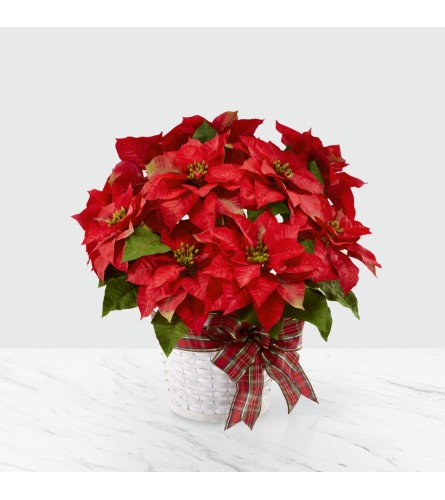 The FTD® Happiest Holidays™ Poinsettia